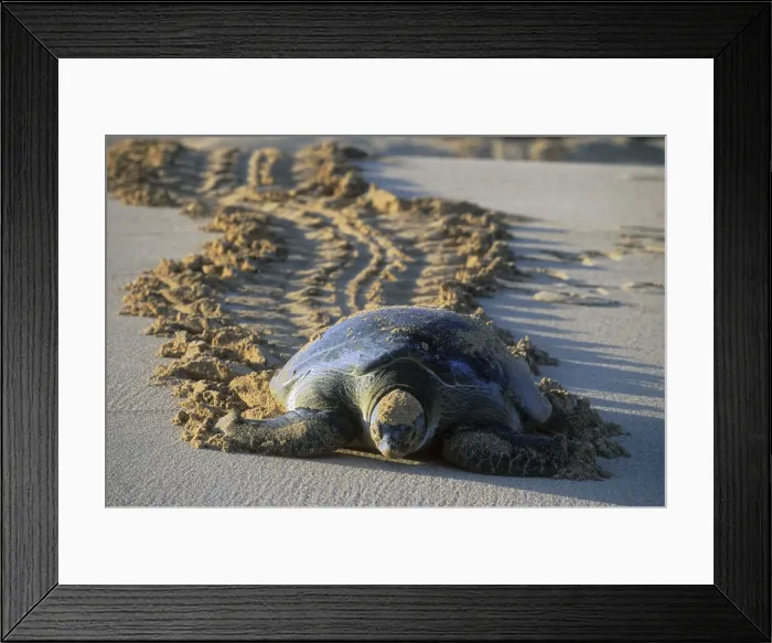Framed Print : DDE-90037786 Framed Print : DDE-90037786