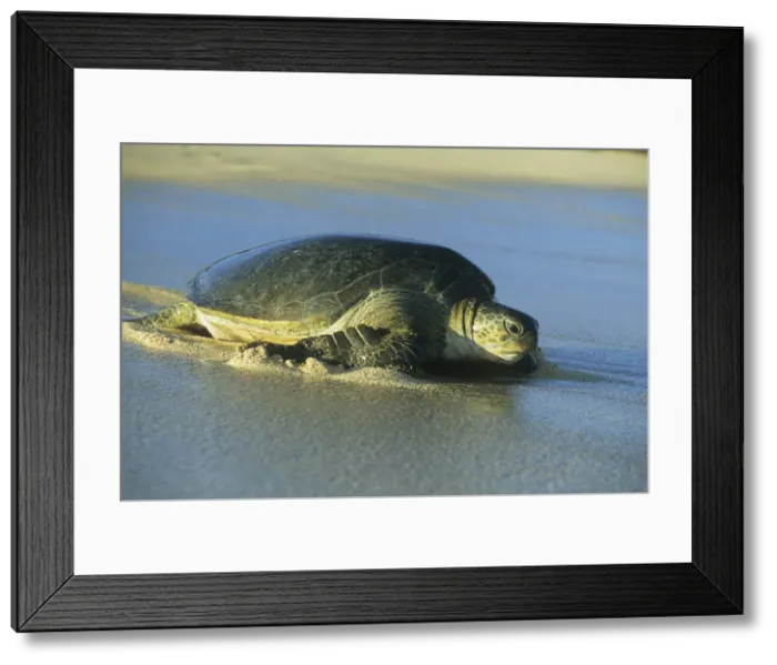 Framed Print : DDE-90037788 Framed Print : DDE-90037788
