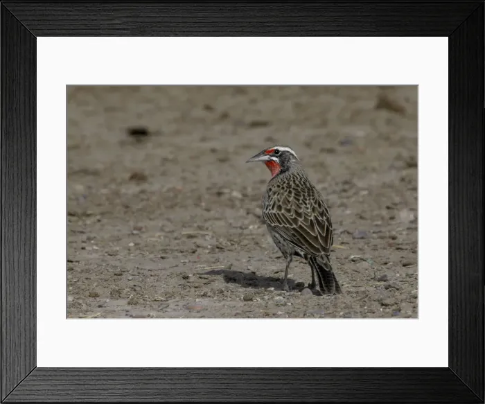 Framed Print : DDE-90037790