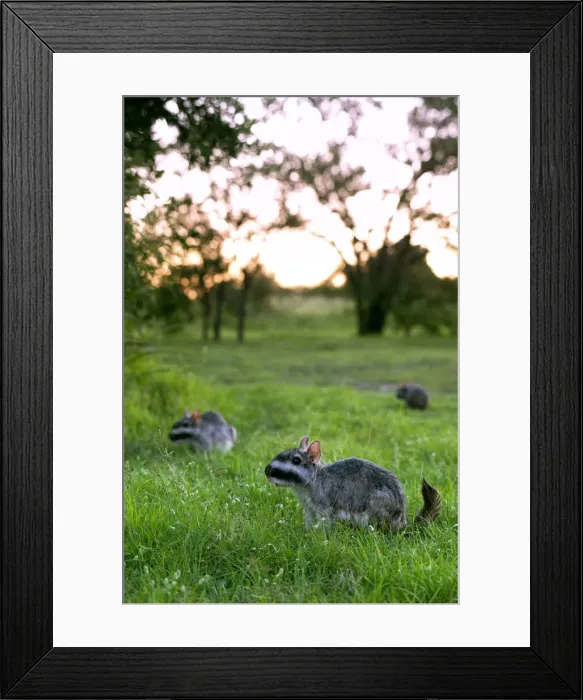 Framed Print : DDE-90037794 Framed Print : DDE-90037794
