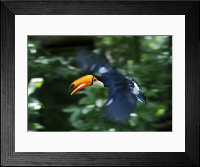 Framed Print : DDE-90037795 Framed Print : DDE-90037795