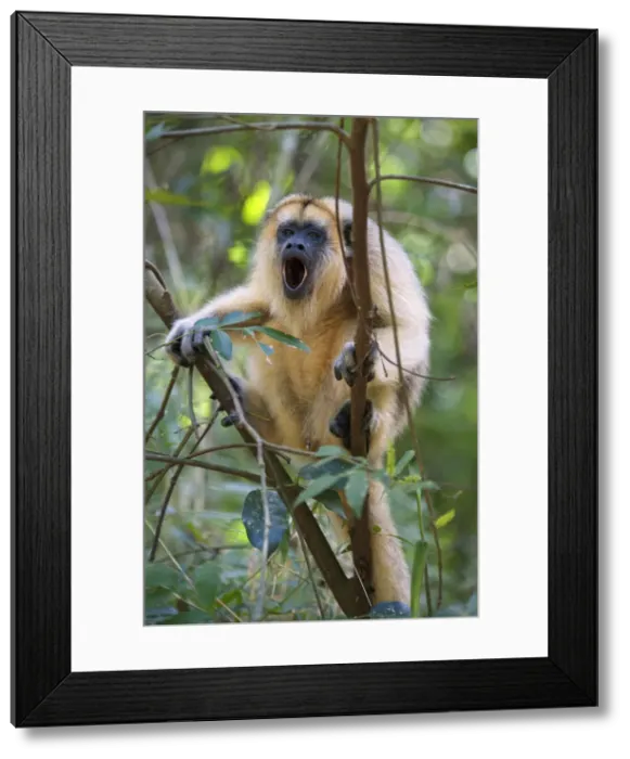 Framed Print : DDE-90037793 Framed Print : DDE-90037793