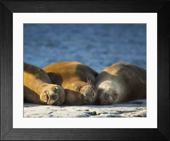 Framed Print : DDE-90037798