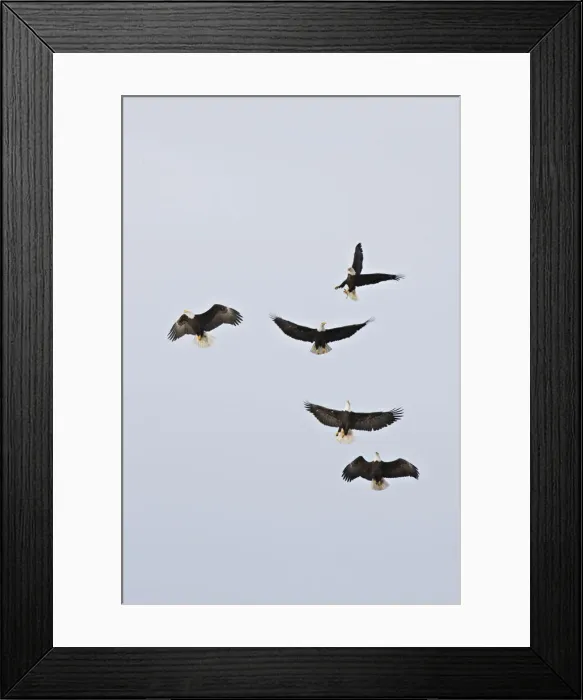 Framed Print : DDE-90037804