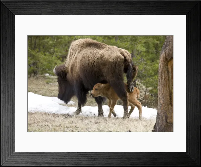 Framed Print : DDE-90037806 Framed Print : DDE-90037806