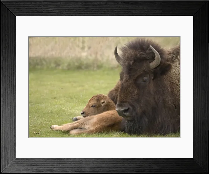 Framed Print : DDE-90037807 Framed Print : DDE-90037807