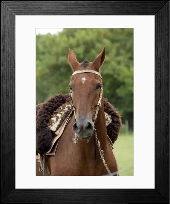 Framed Print : DDE-90037810