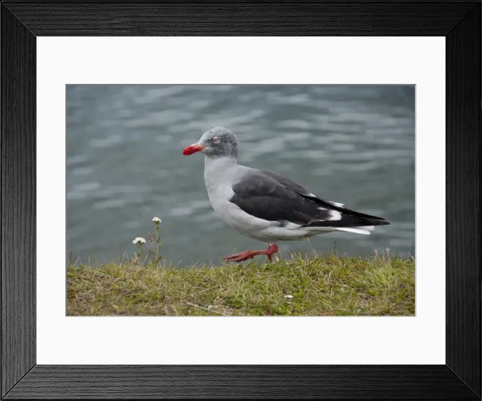 Framed Print : DDE-90037813 Framed Print : DDE-90037813