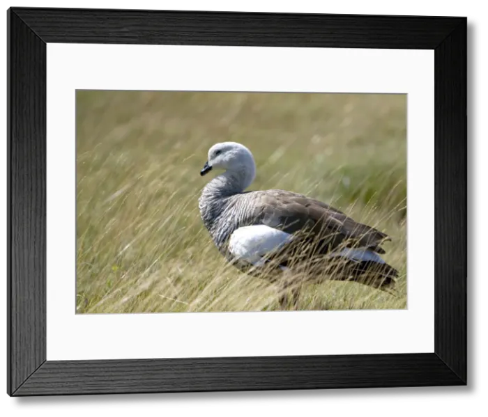 Framed Print : DDE-90037818 Framed Print : DDE-90037818
