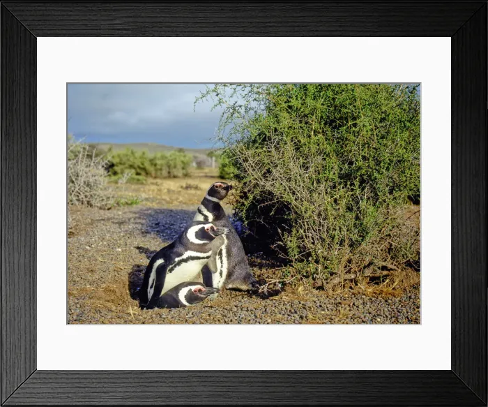 Framed Print : DDE-90037819 Framed Print : DDE-90037819