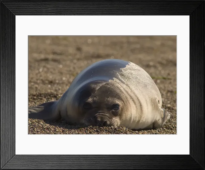Framed Print : DDE-90037824