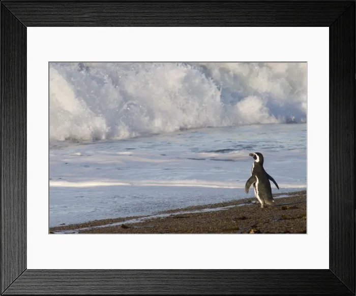 Framed Print : DDE-90037825 Framed Print : DDE-90037825