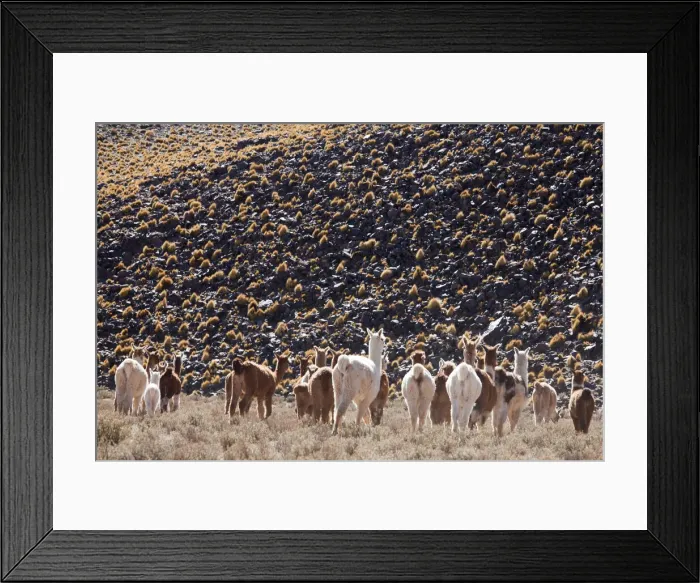 Framed Print : DDE-90037846 Framed Print : DDE-90037846