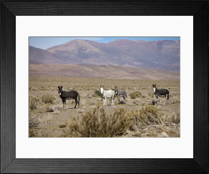 Framed Print : DDE-90037869 Framed Print : DDE-90037869
