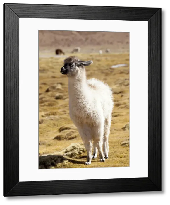 Framed Print : DDE-90037890 Framed Print : DDE-90037890