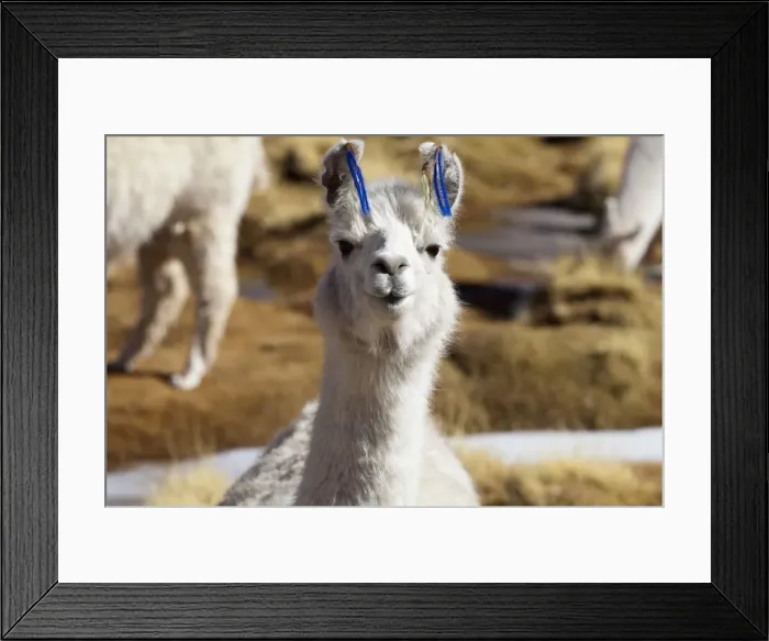 Framed Print : DDE-90037891 Framed Print : DDE-90037891