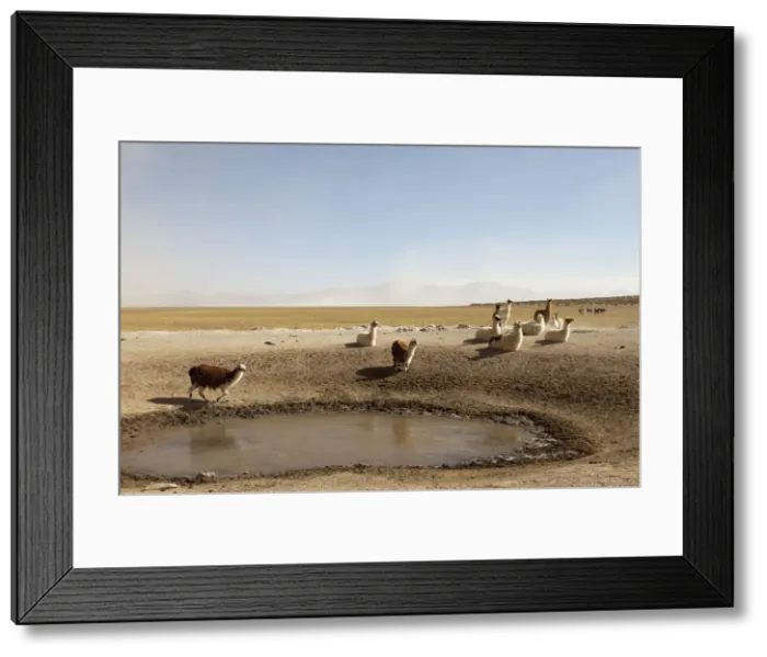 Framed Print : DDE-90037899 Framed Print : DDE-90037899