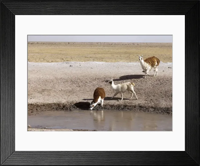 Framed Print : DDE-90037898 Framed Print : DDE-90037898