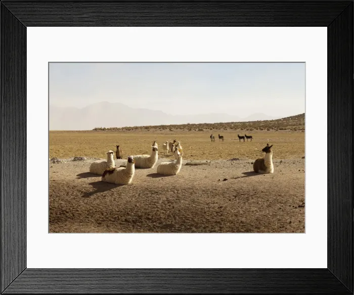 Framed Print : DDE-90037900 Framed Print : DDE-90037900