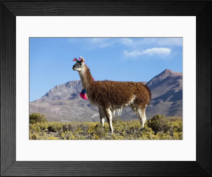 Framed Print : DDE-90037923 Framed Print : DDE-90037923