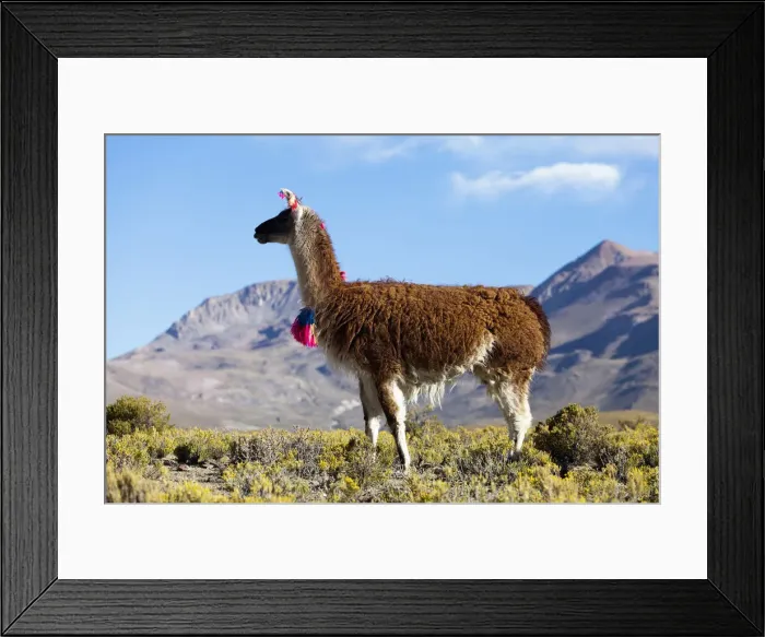 Framed Print : DDE-90037924 Framed Print : DDE-90037924