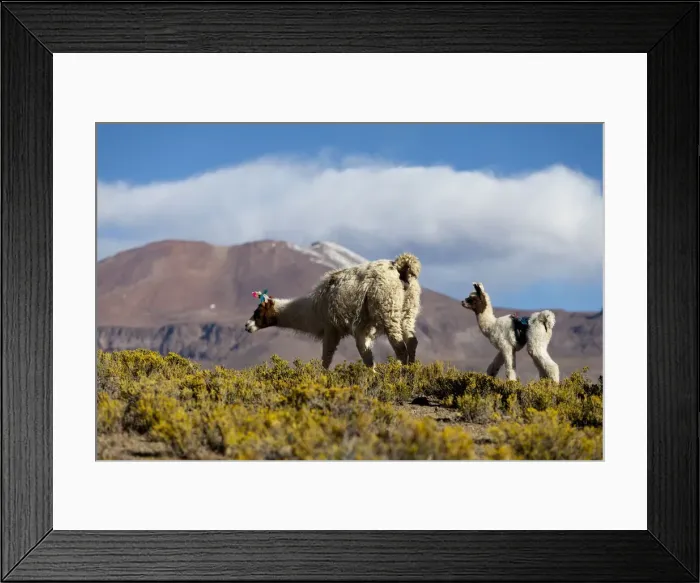 Framed Print : DDE-90037925 Framed Print : DDE-90037925