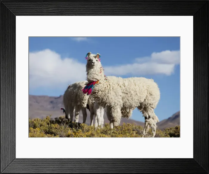 Framed Print : DDE-90037927 Framed Print : DDE-90037927