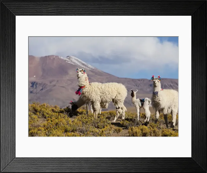 Framed Print : DDE-90037928 Framed Print : DDE-90037928