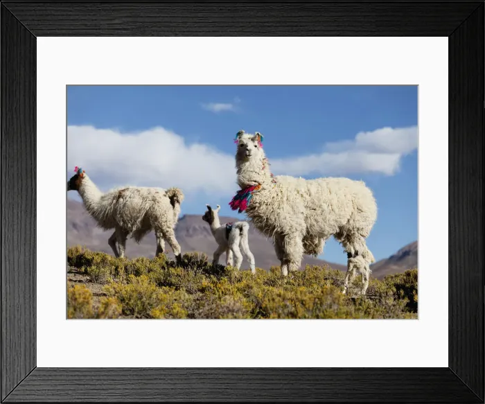 Framed Print : DDE-90037926 Framed Print : DDE-90037926