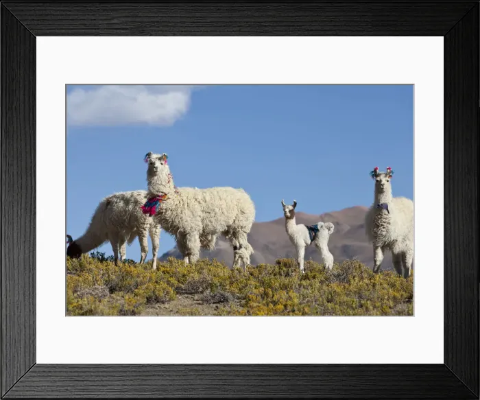 Framed Print : DDE-90037930 Framed Print : DDE-90037930
