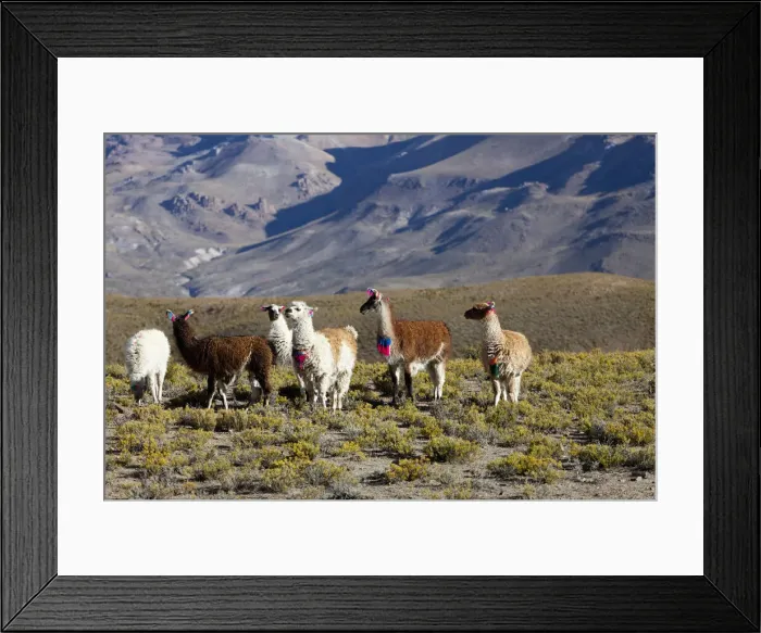 Framed Print : DDE-90037931 Framed Print : DDE-90037931