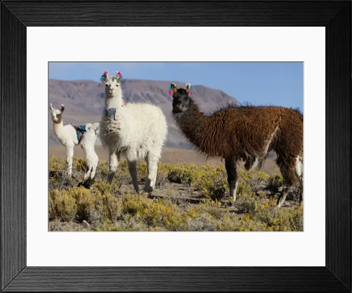 Framed Print : DDE-90037929 Framed Print : DDE-90037929