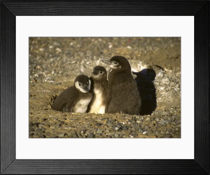 Framed Print : DDE-90037944