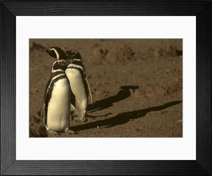 Framed Print : DDE-90037946