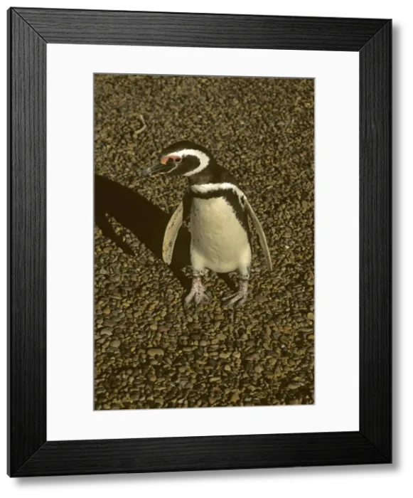 Framed Print : DDE-90037947