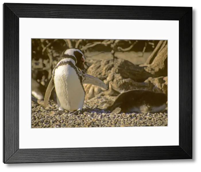 Framed Print : DDE-90037949 Framed Print : DDE-90037949