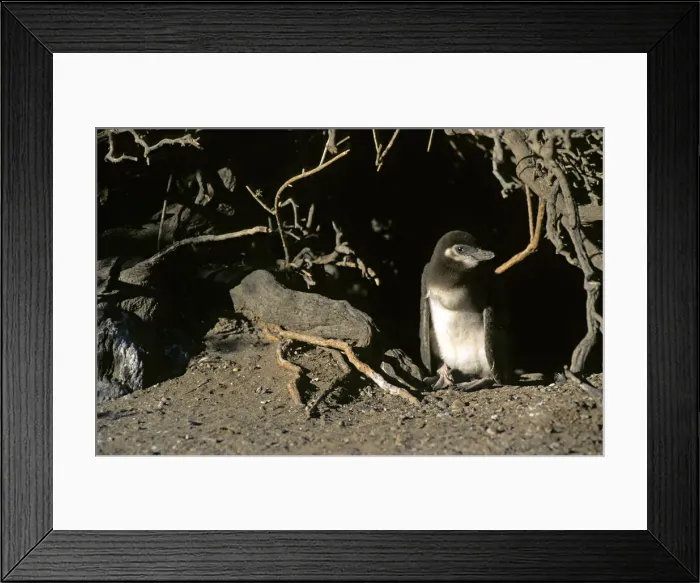 Framed Print : DDE-90037948 Framed Print : DDE-90037948