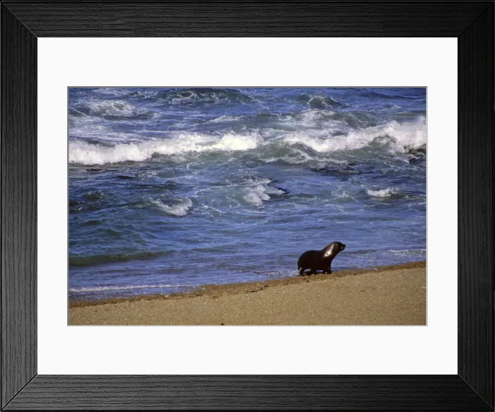 Framed Print : DDE-90037953 Framed Print : DDE-90037953