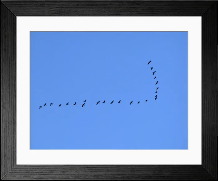 Framed Print : DDE-90037959 Framed Print : DDE-90037959