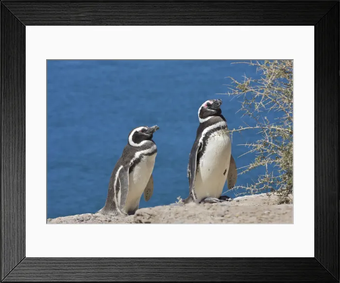 Framed Print : DDE-90037961 Framed Print : DDE-90037961