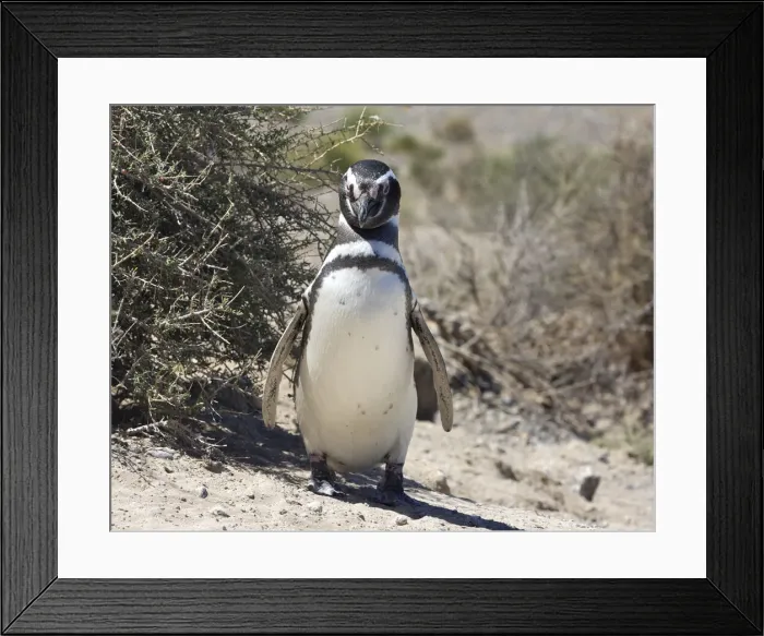 Framed Print : DDE-90037962 Framed Print : DDE-90037962