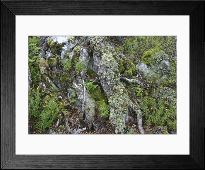 Framed Print : DDE-90038016 Framed Print : DDE-90038016