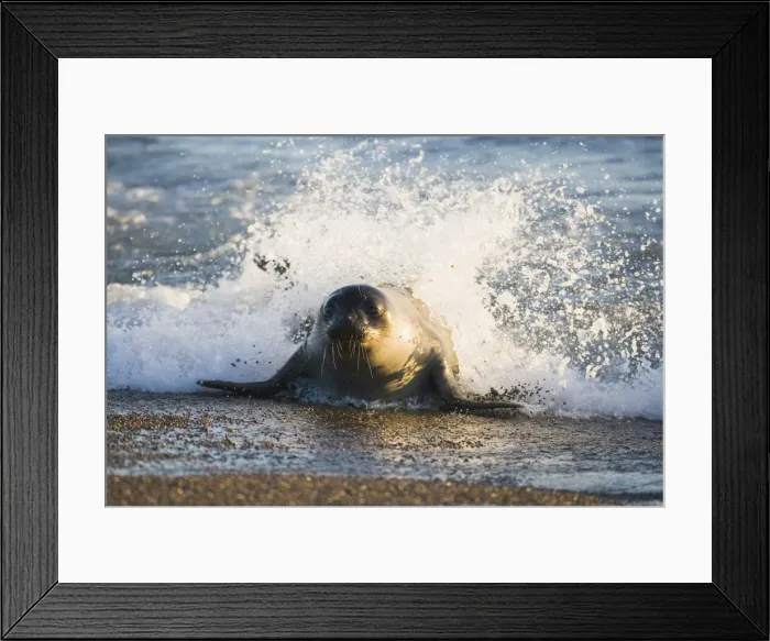 Framed Print : DDE-90038019 Framed Print : DDE-90038019