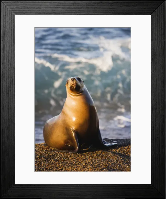 Framed Print : DDE-90038021