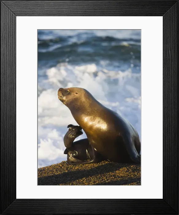 Framed Print : DDE-90038022 Framed Print : DDE-90038022