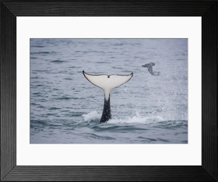 Framed Print : DDE-90038023 Framed Print : DDE-90038023