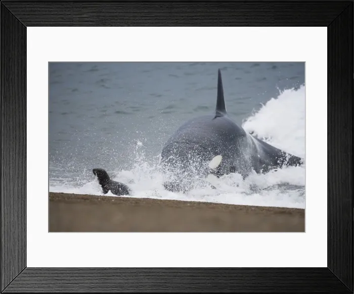 Framed Print : DDE-90038024 Framed Print : DDE-90038024