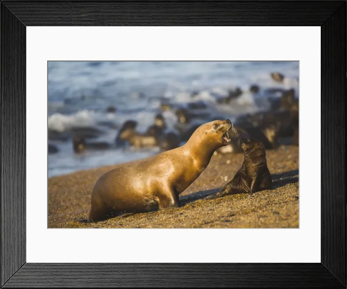 Framed Print : DDE-90038020 Framed Print : DDE-90038020