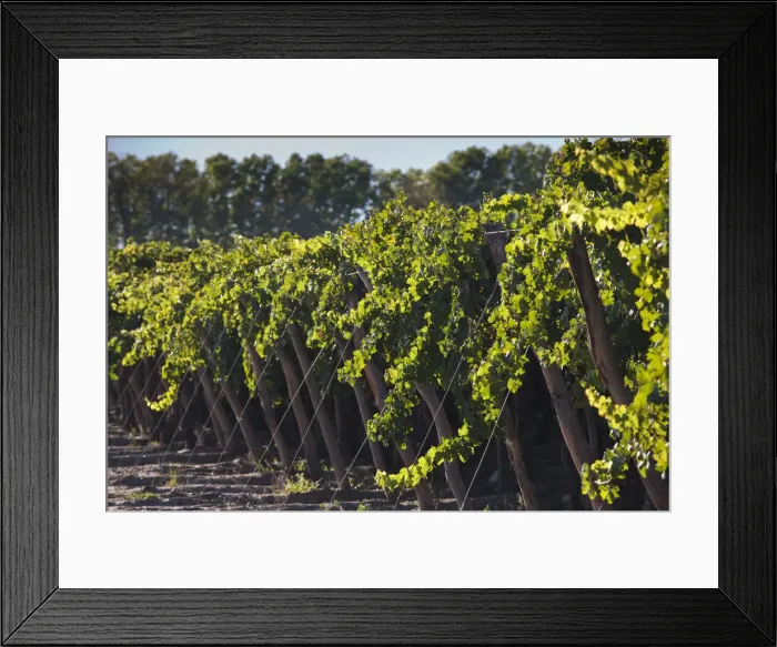 Framed Print : DDE-90038073 Framed Print : DDE-90038073