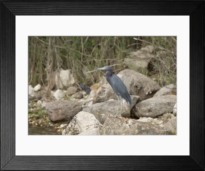 Framed Print : DDE-90038083 Framed Print : DDE-90038083
